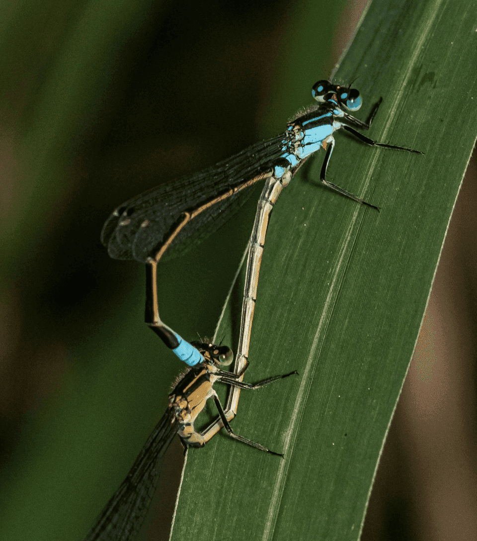 Two blue damselflies perched together on a green leaf