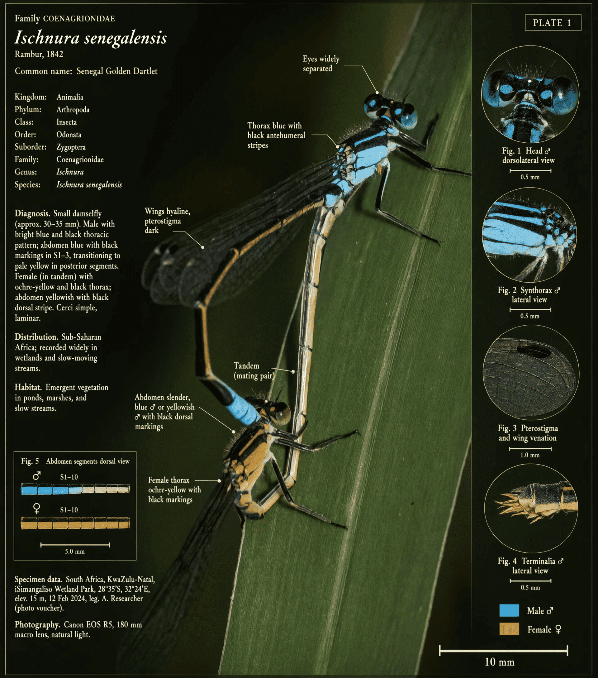 Scientific field plate identifying Senegal golden dartlet damselflies